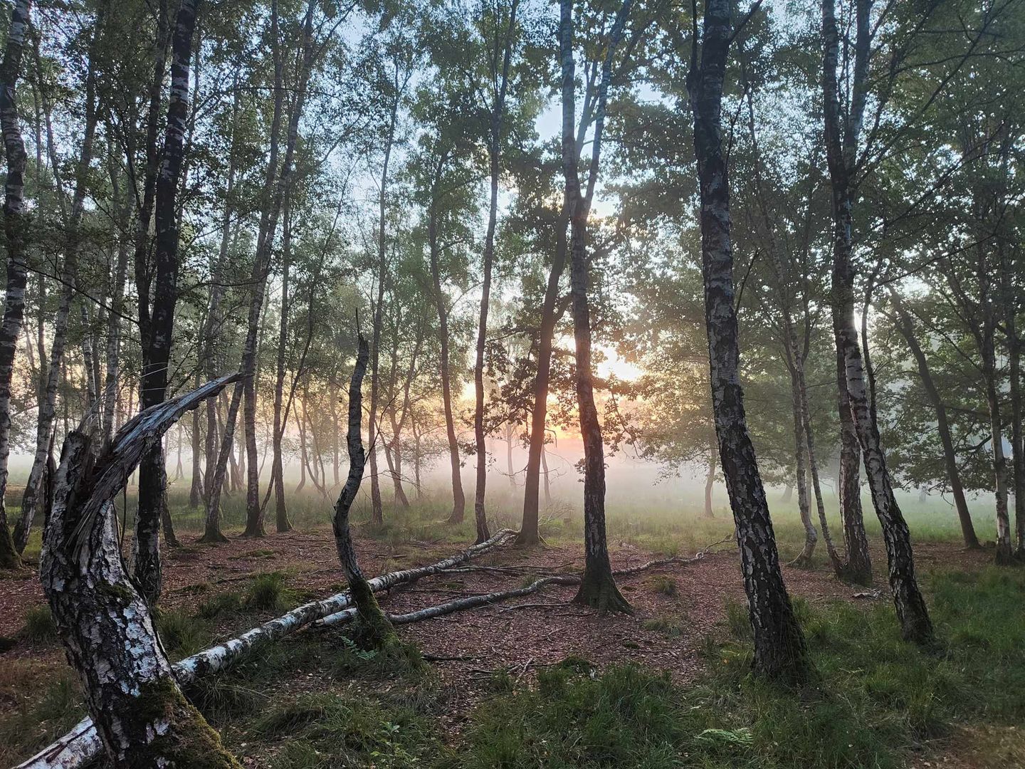 Das Bild zeigt einen Birkelwald im Elmpter Schwalmbruch im Morgennebel