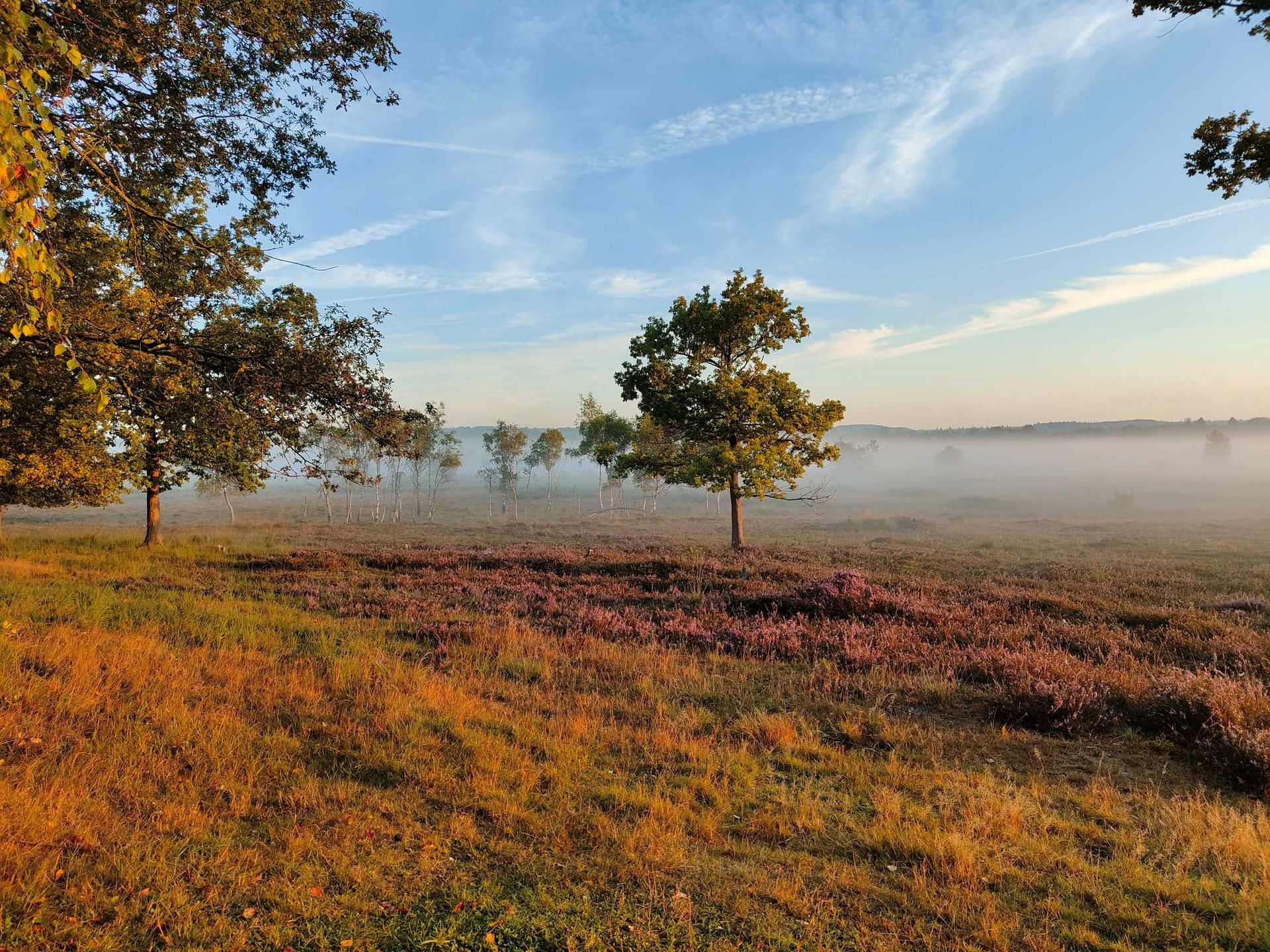 Das Bild zeigt einen Baum am Rande einer Heidelandschaft im Morgennebel