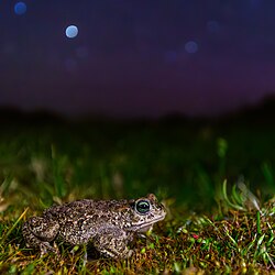 Das Bild zeigt eine Kröte im Mondlicht