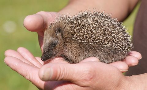 das Bild zeigt einen jungen Igel in der Hand eines Menschen 